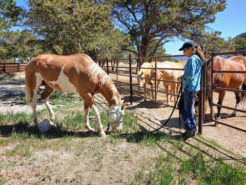 Behind The Scenes With Julie Goodnight Gunner Deaf Horse