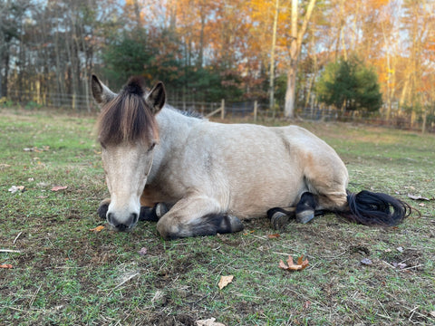 Buckskin horse laying down Casey Basta Absorbine Spotlight