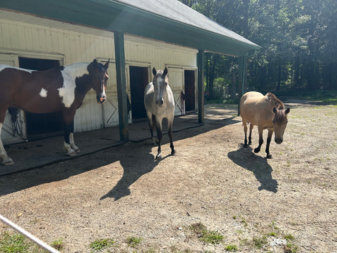 3 horses in sunny paddock for Casey Basta Absorbine Spotlight