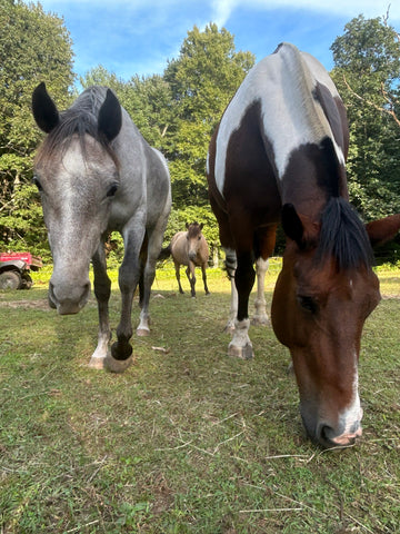 Horses in a field Casey Basta Absorbine Spotlight