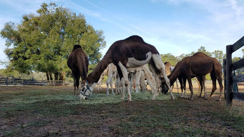 Show Camels use ShowSheen