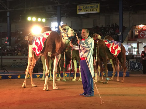 Show Camels use ShowSheen