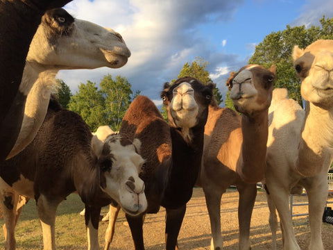 Show Camels use ShowSheen