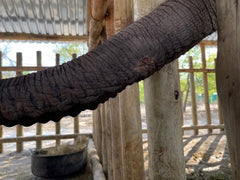 Baby elephant trunk after one month of healing with Silver Honey