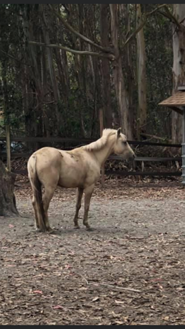 Equine Harmony Rescue - grey horse standing in pen, just rolled in dirt. Absorbine Blog