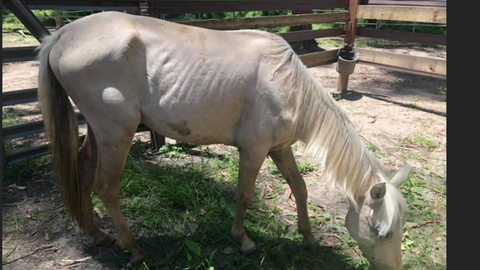 Equine Harmony Rescue - Emaciated grey horse - Absorbine Blog