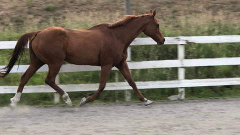 Equine Harmony Rescue - Red horse trotting around her pen - Absorbine Blog