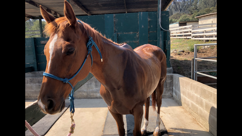 Equine Harmony Rescue - Red horse, emaciated and sick. Absorbine Blog