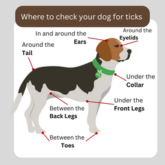 illustration of a dog with places to check for ticks marked