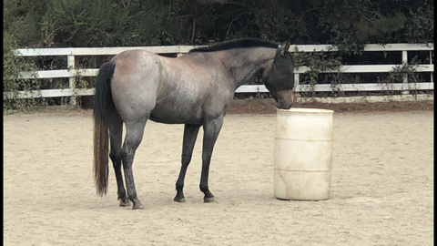 Equine Harmony Rescue - A roan horse standing in his coral - Absorbine Blog