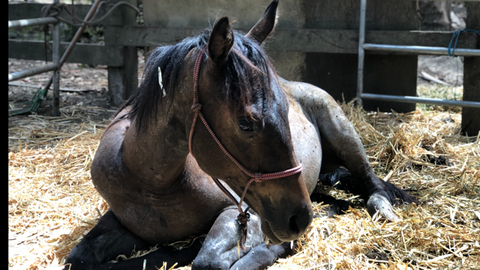 Equine Harmony Rescue - A roan horse laying down. Absorbine Blog