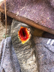 Baby elephant trunk with a bullet wound before treatment with Silver Honey