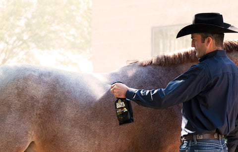 applying fly spray to a horse