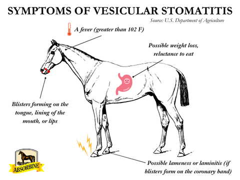 Graphic of horse showing vesicular stomatitis items