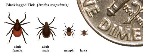 ticks next to a dime for scale