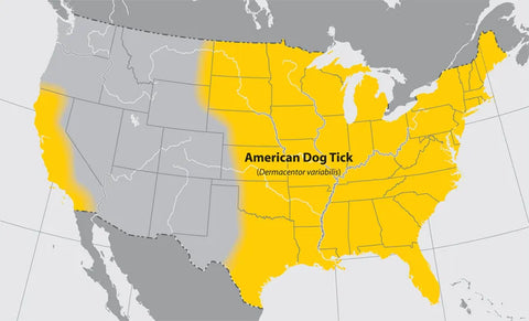 American Dog Tick