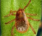 brown dog tick