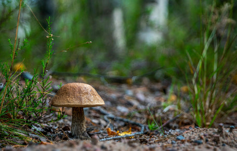super mushroom- Guard Against Illness with Super Mushroom Benefits