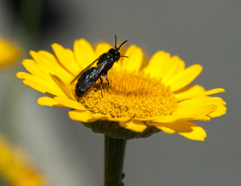 Lauch Maskenbiene auf Blüte