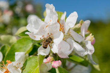 Osmia bicornis auf Apfelblüte