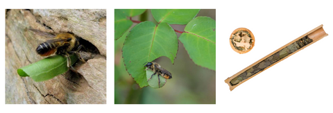 L'abeille coupeuse de feuilles de jardin (Megachile willughbiella)