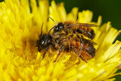 Mauerbienen bei der Paarung auf einer Blüte