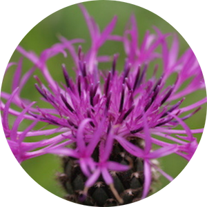 Skabiosen-Flockenblume (Centaurea scabiosa), Wildblumen für Wildbienen, BeeHome