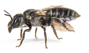 Natternkopf-Mauerbiene (Hoplitis adunca)