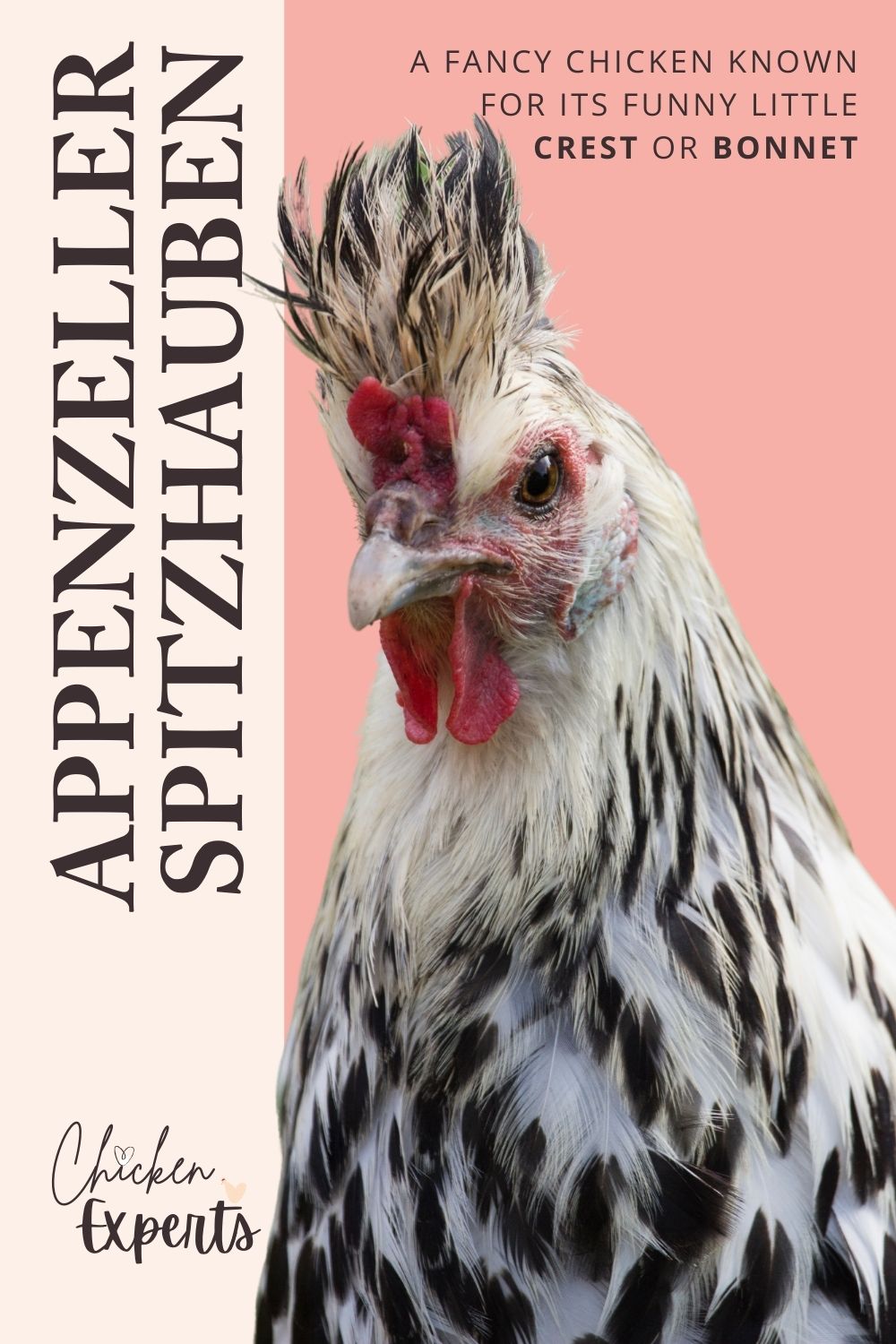 appenzeller spitzhauben chicken