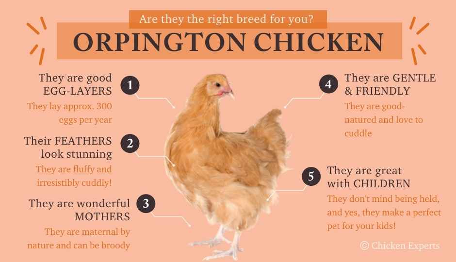 orpington chickens temperament