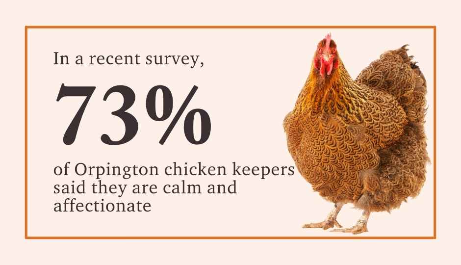 73% of chicken keepers said orpingtons are calm and affectionate