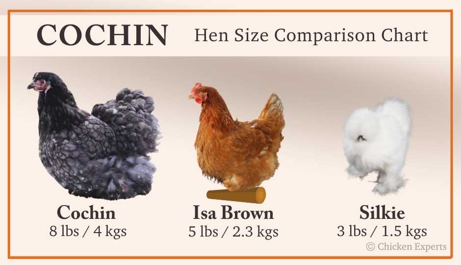 Cochin chicken size comparison