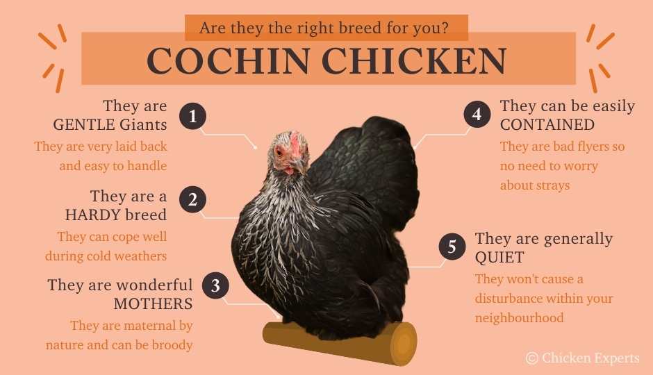 Cochin chicken temperament chart