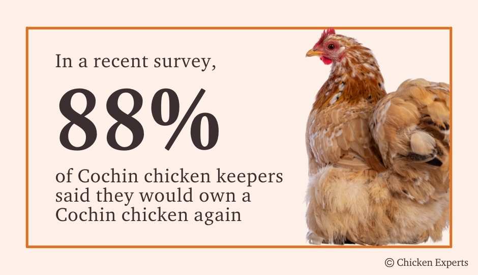 88% of chicken keepers said they will own a cochin chicken again