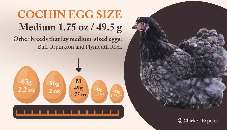 Cochin Egg Size