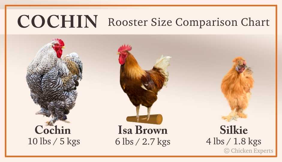 Cochin rooster size comparison