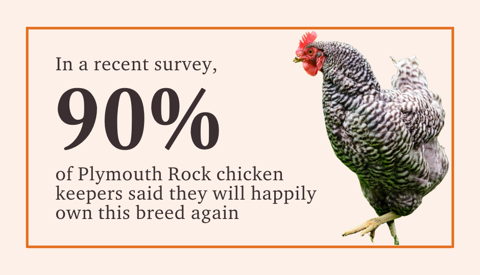 90% of chicken keepers said they will keep plymouth rock chickens again