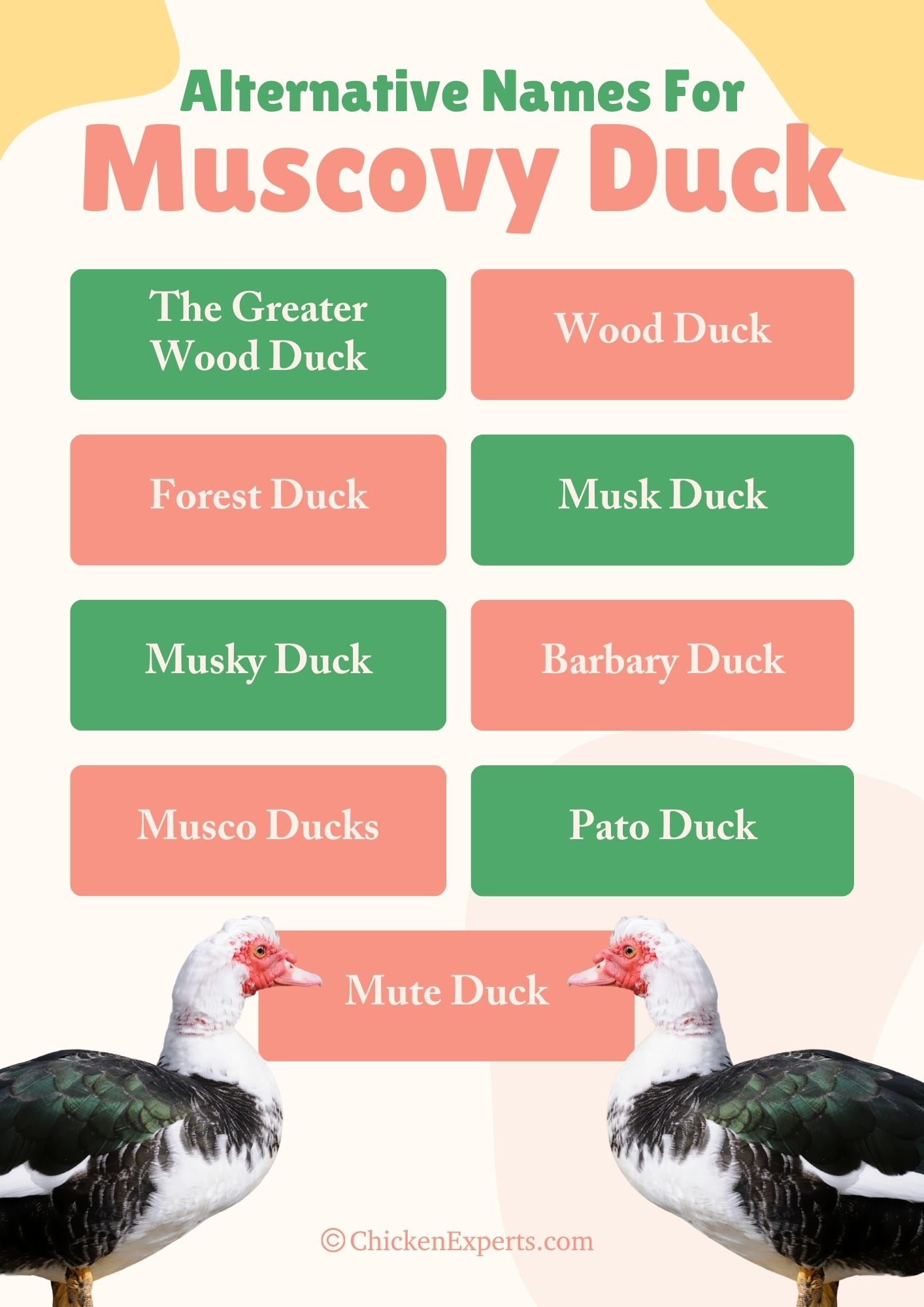 alternative names for muscovy duck