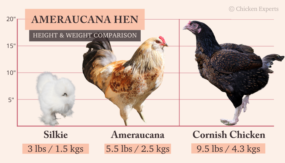 ameraucana hen size comparison with silkie and cornish chicken
