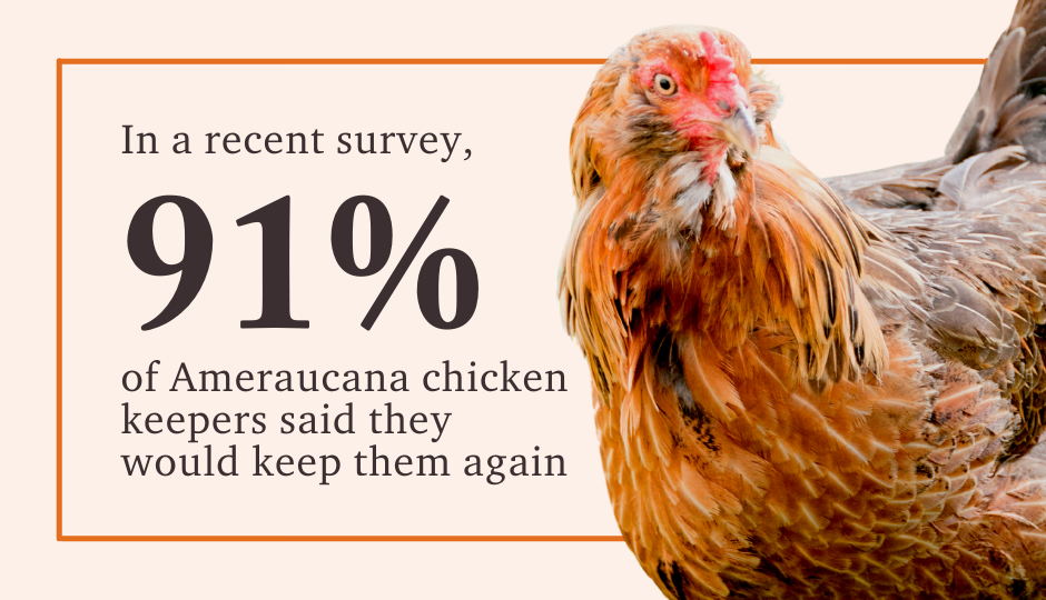 ameraucana chicken owners said they will keep them again
