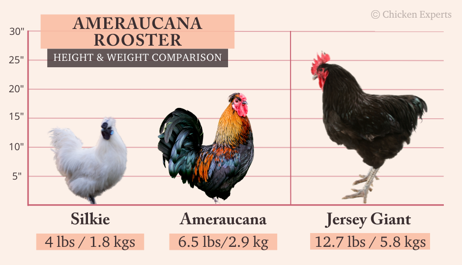 ameraucana rooster size comparison with silkie and jersey giant chicken