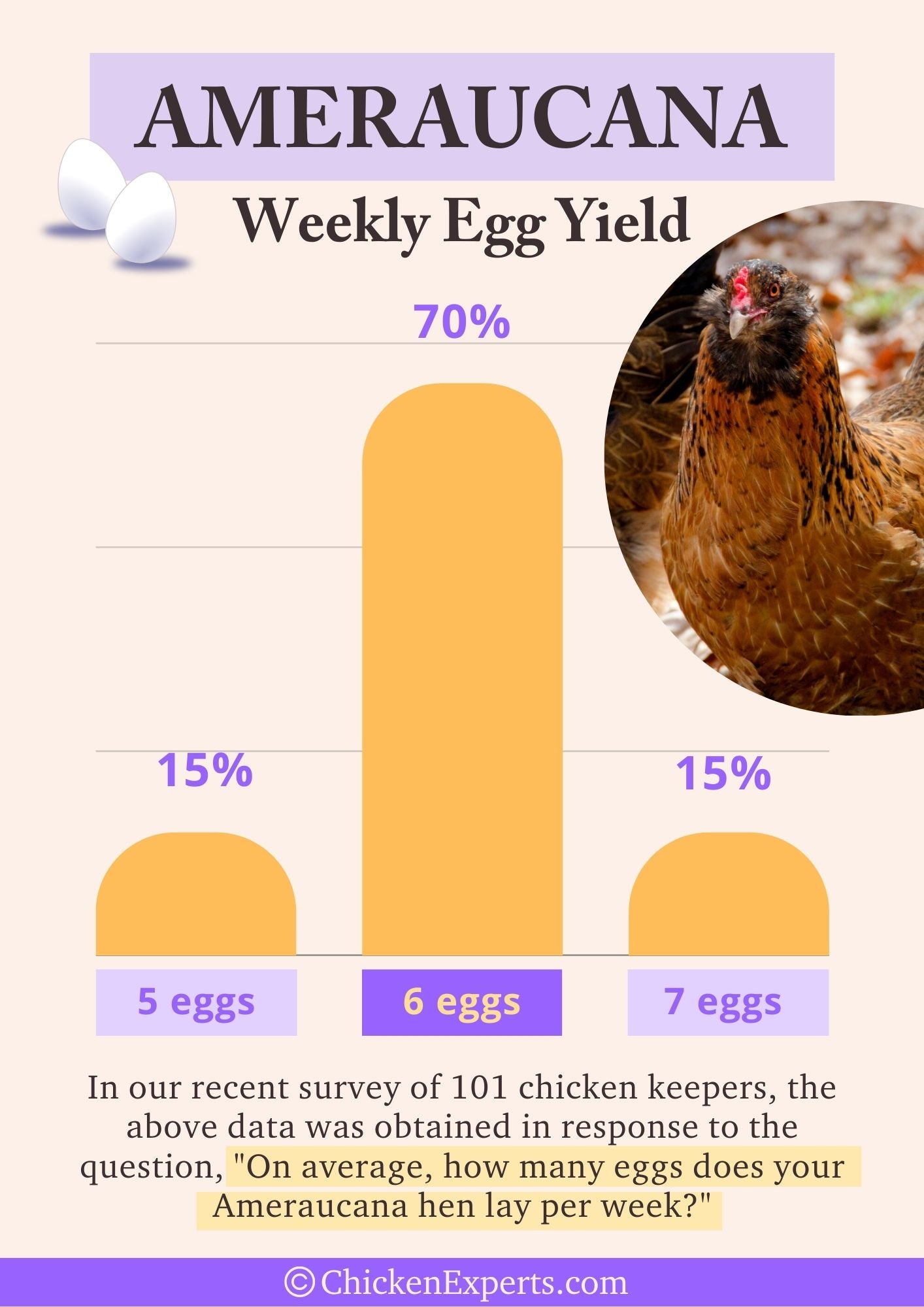 ameraucana chicken weekly egg yield