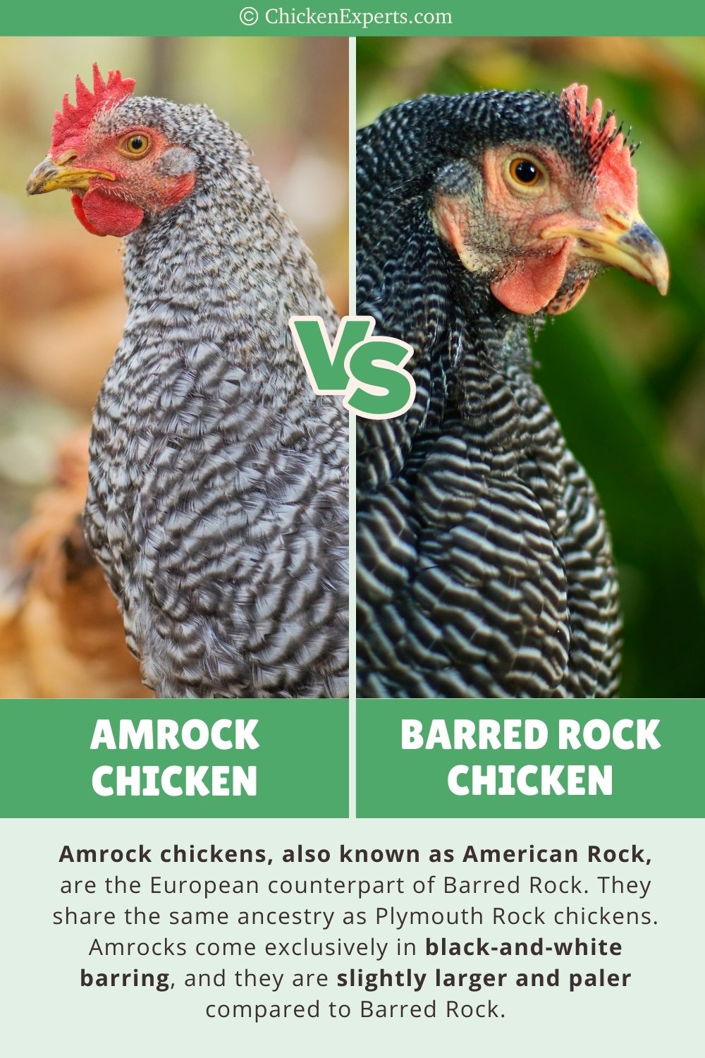 amrock versus barred rock chickens