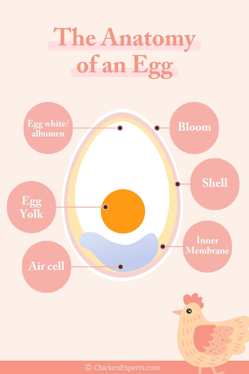 anatomy of an egg