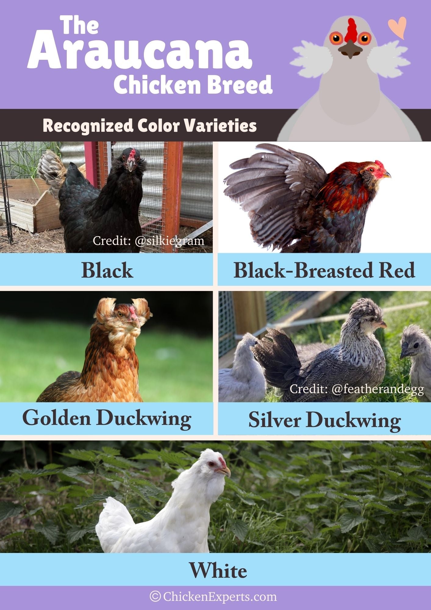 color varieties of araucana chicken