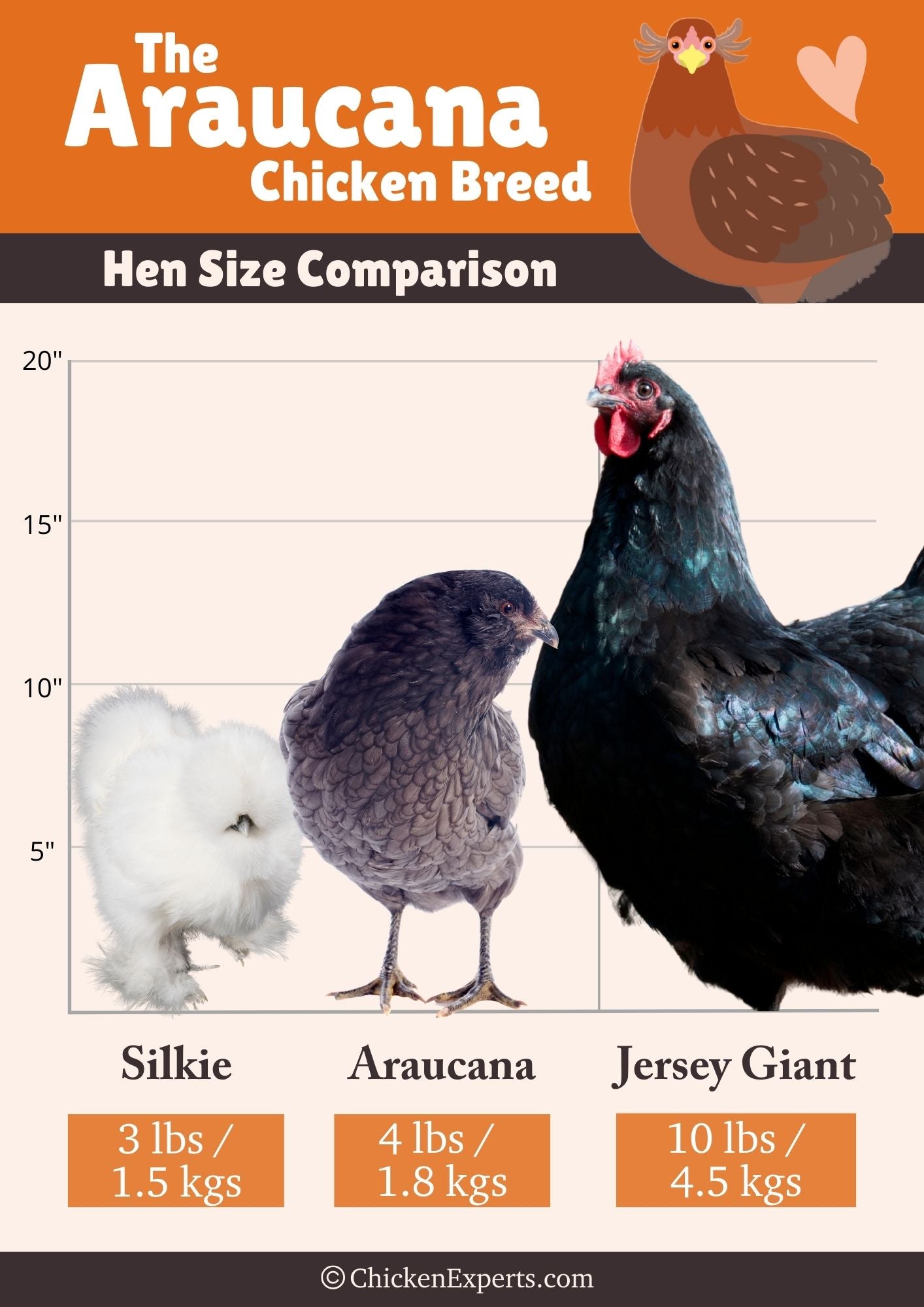 araucana hen size comparison
