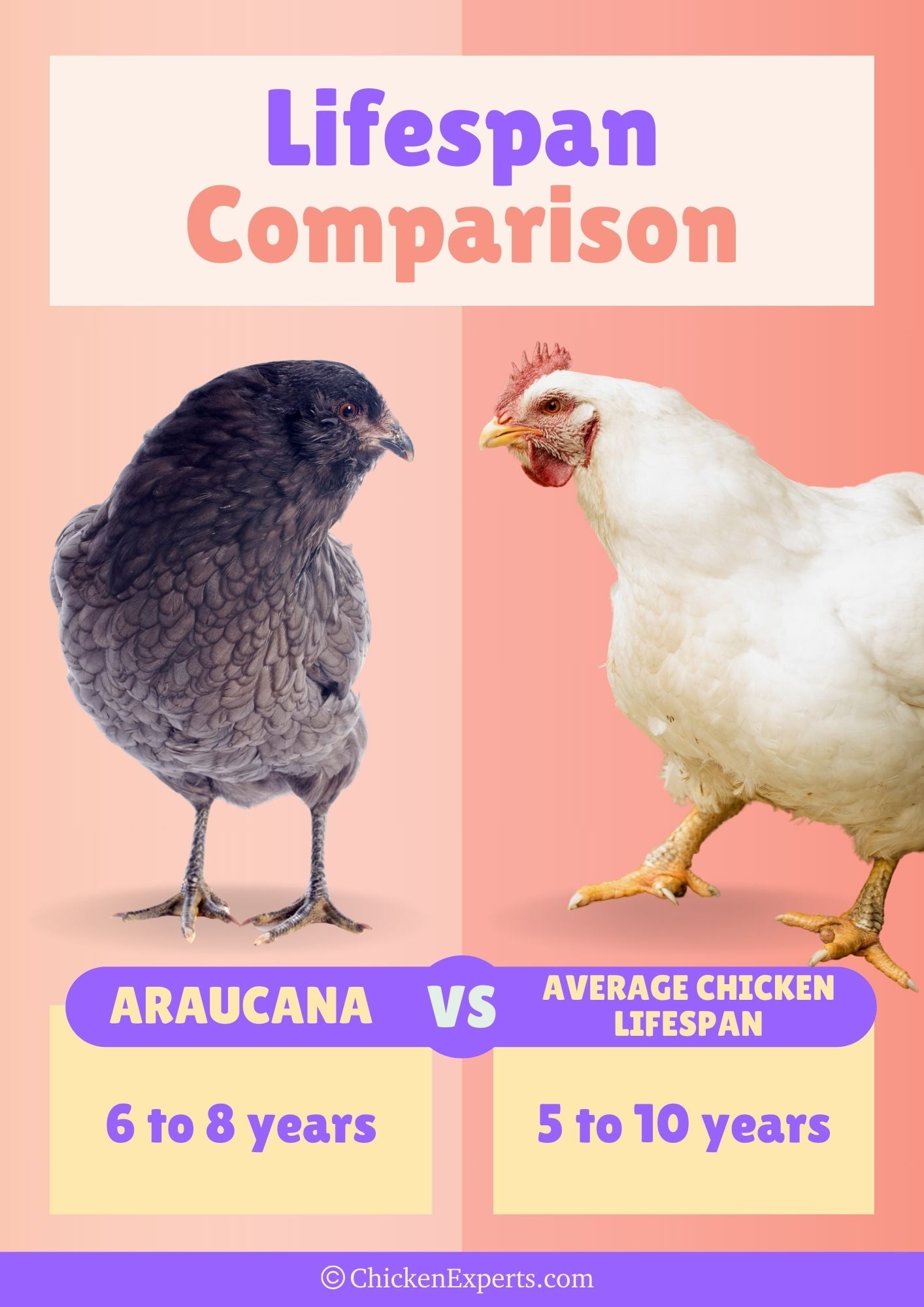 araucana chicken lifespan