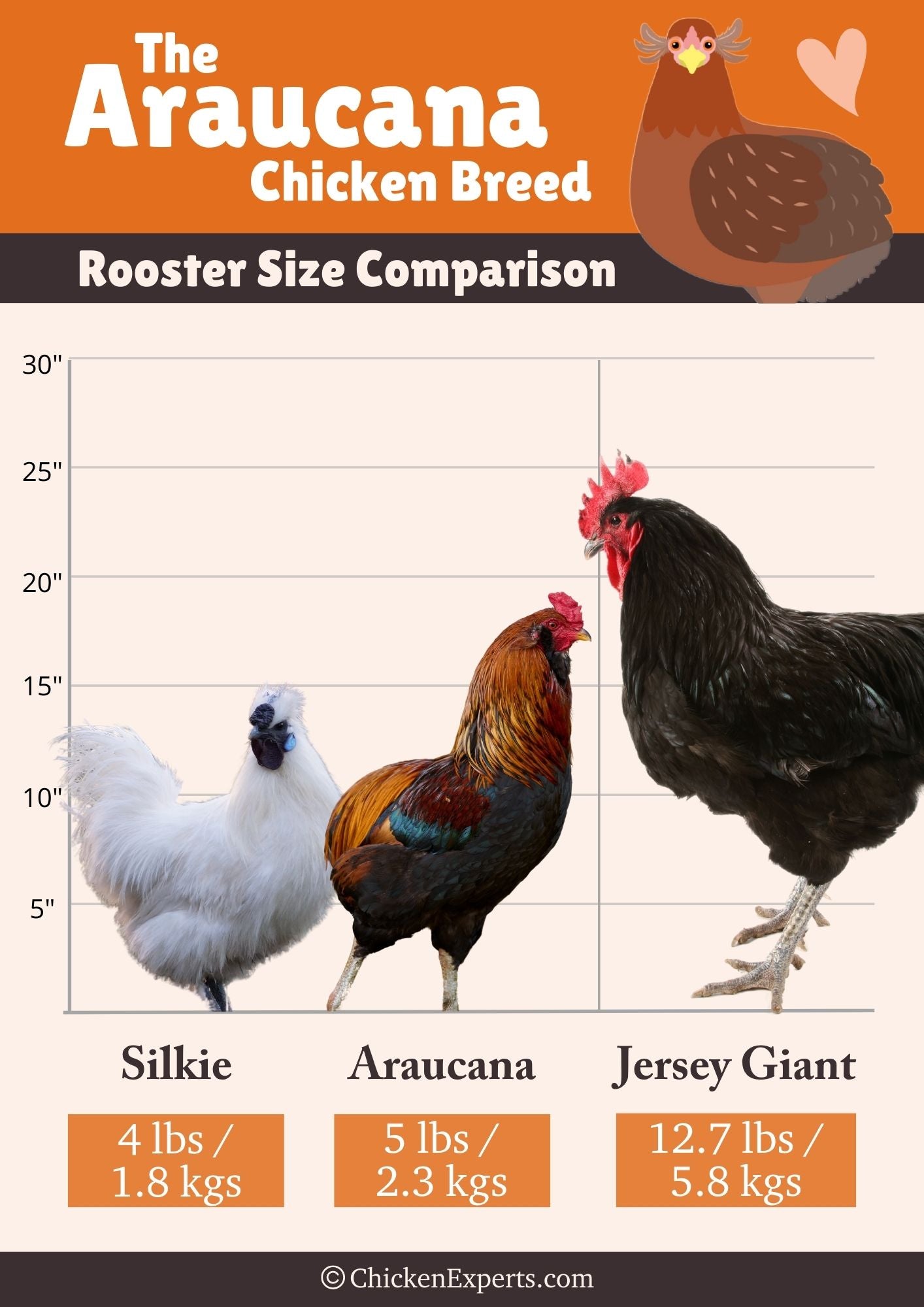 araucana rooster size comparison