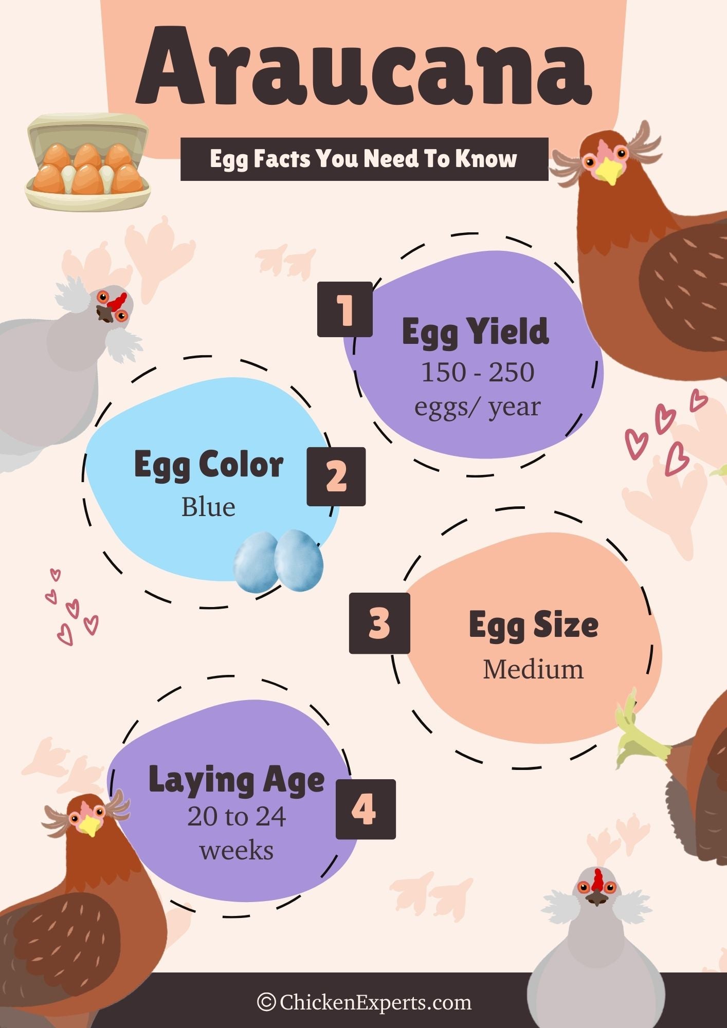 araucana chicken breed egg facts