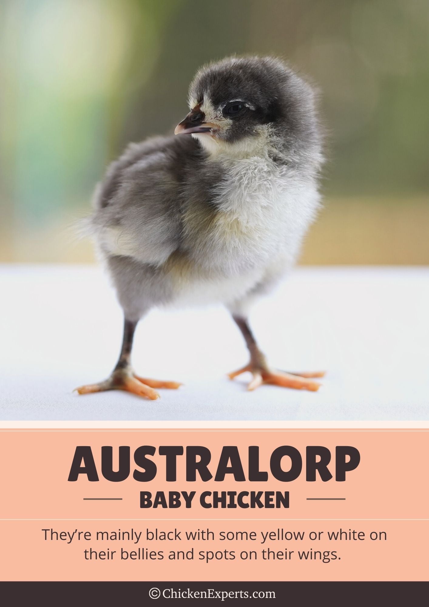 australorp baby chicken